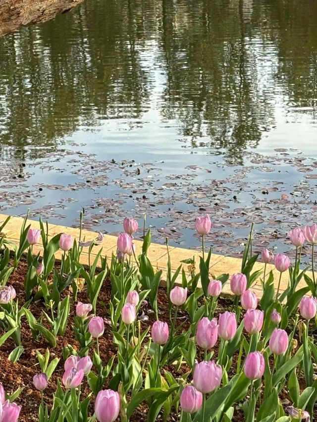 雲南昆明翠湖公園