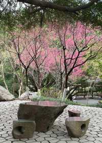 屏山公園賞櫻