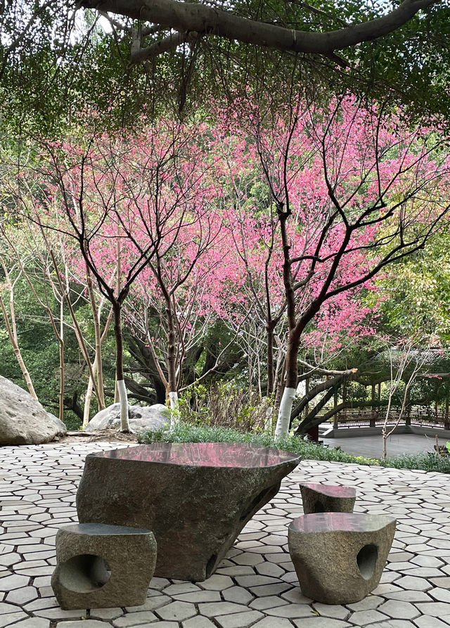 屏山公園賞櫻