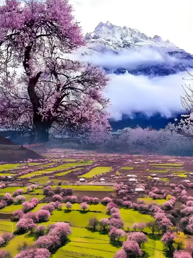 雪山の下で桃花の盛宴に出かけよう！ | 林芝の桃花