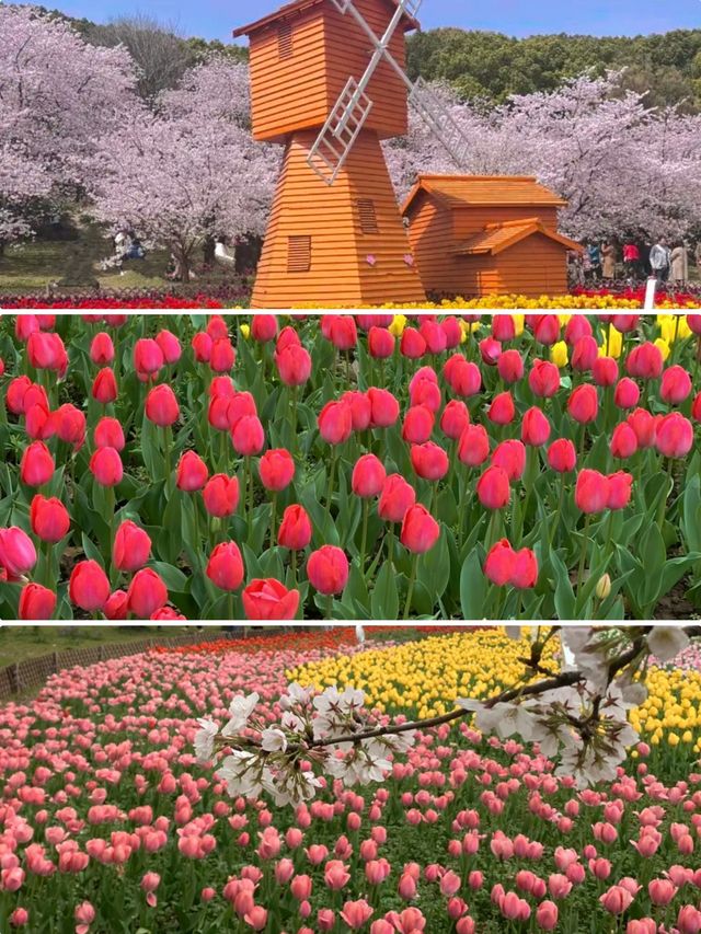 蘇州上方山森林公園春日賞花計劃出遊前必看
