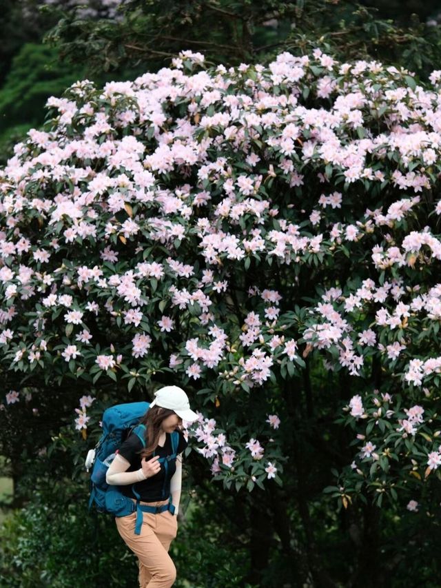 即使不能到達武功山，鸡笼顶的美景也足以讓人驚艷