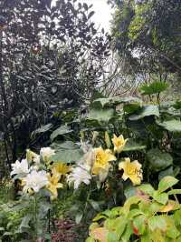 仙湖植物園，與大自然零距離接觸！