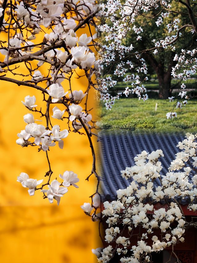 2024年杭州3月玉蘭花開