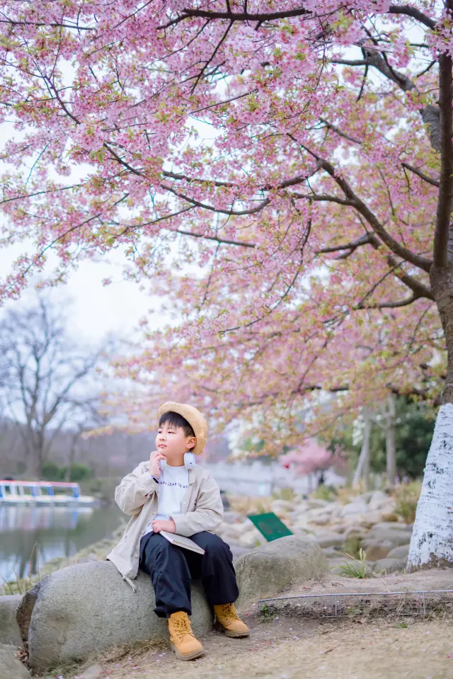 この豪華な富と幸福、週末にも桜の木を独り占めできる！
