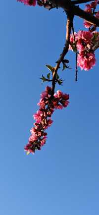 【春日尋芳】東京也有小桃花，寫意入畫天幕上：）