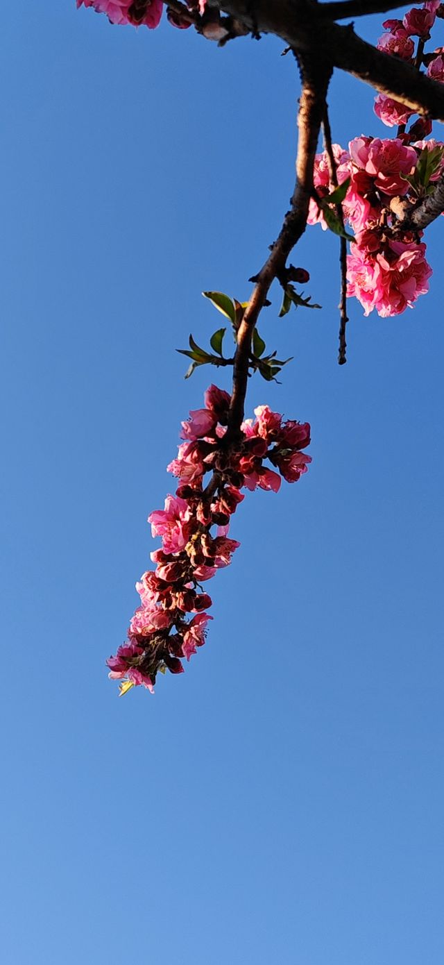 【春日尋芳】東京也有小桃花，寫意入畫天幕上：）