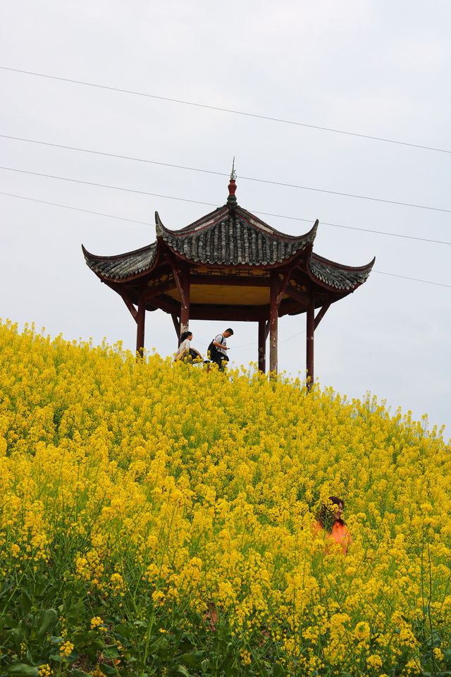 成都周邊賞花爬山好去處，週末出遊不二之選