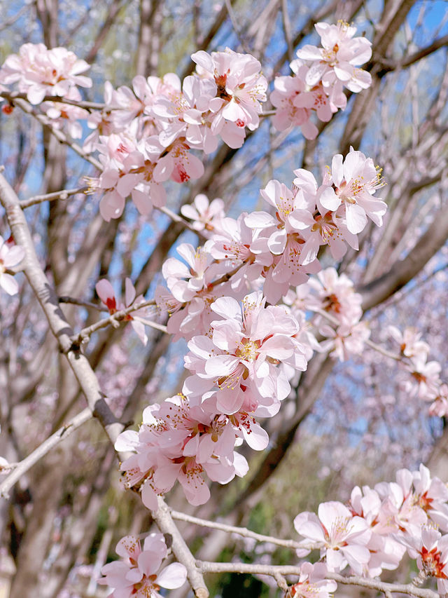 奧森北園賞桃花