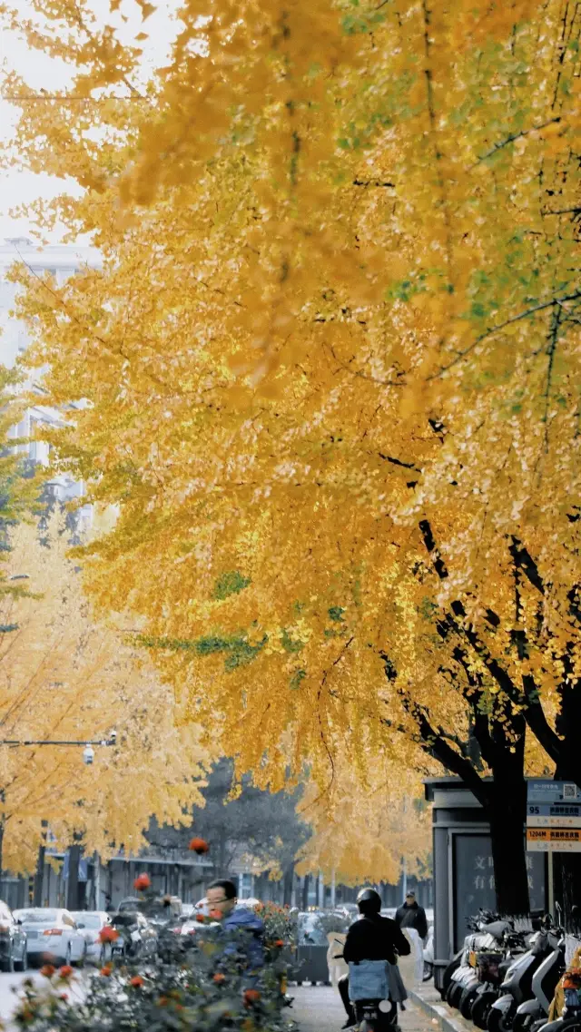 I've checked for everyone, the ginkgo has really turned all yellow this time