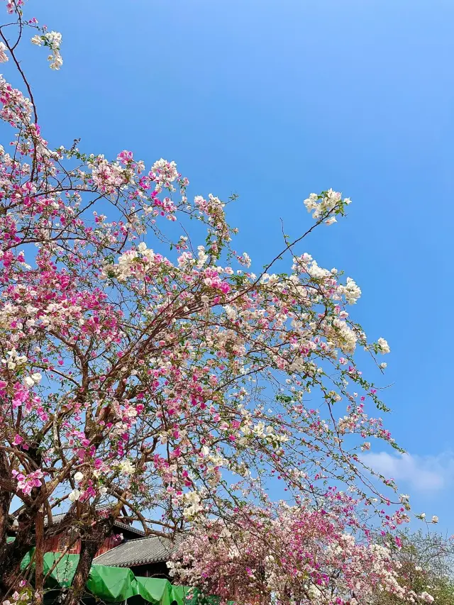 三角梅盛開：南灣花鎮，自然的調色盤！