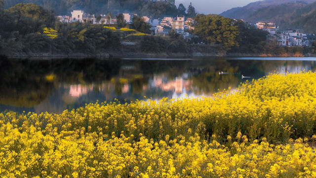 黃山石潭：油菜花海觀賞全攻略