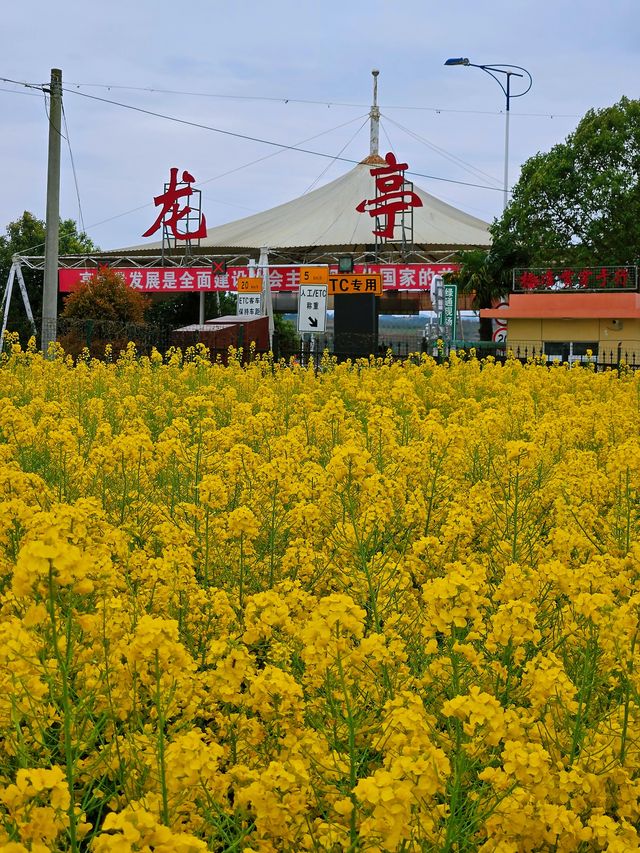 邊走邊看漢中油菜花系列之一：龍亭