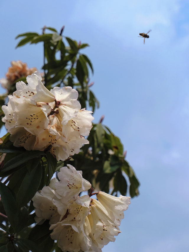 畢節百里杜鵑盛花期趕上了總結看這篇就夠了