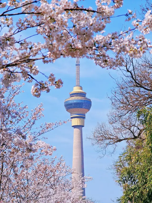 Beijing Yuyuantan Park | Cherry Blossom Viewing