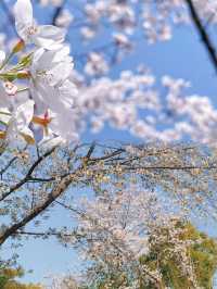 上海周邊遊！世紀公園櫻花盛放啦！