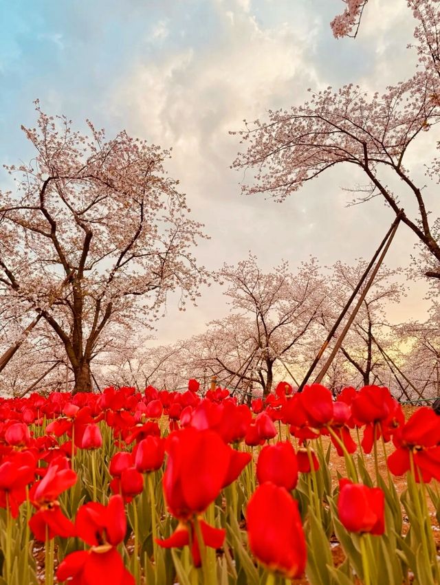 春日賞花去東湖｜東湖賞花去磨山