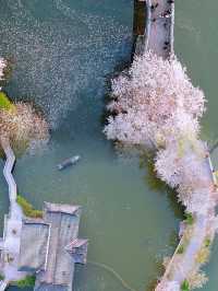 春日限定：無錫鼋頭渚，世界級賞櫻勝地的魅力之旅！