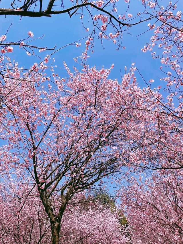 玉湖公園來赴一場春日之約！