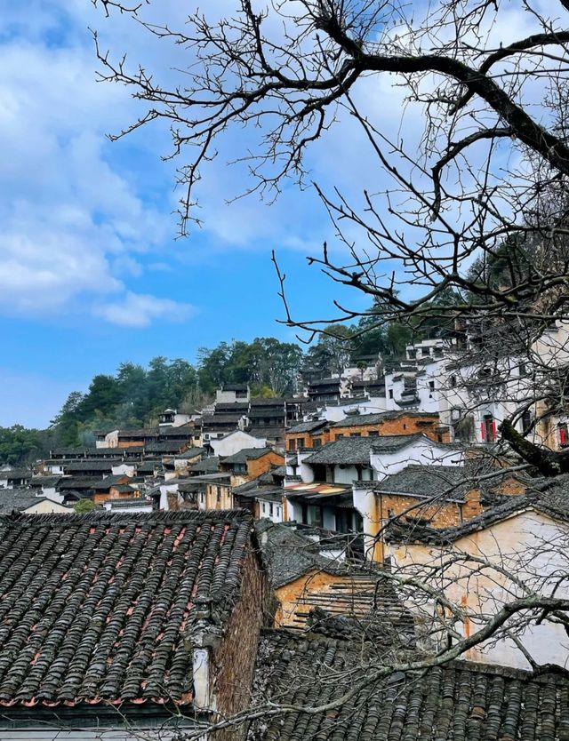 三月賞花去篁嶺，萬畝油菜花海