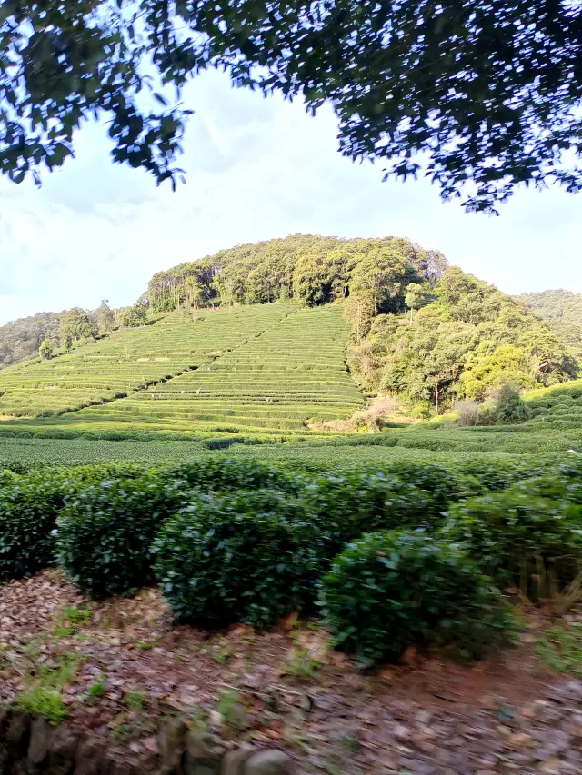 Meijiawu Tea Plantation