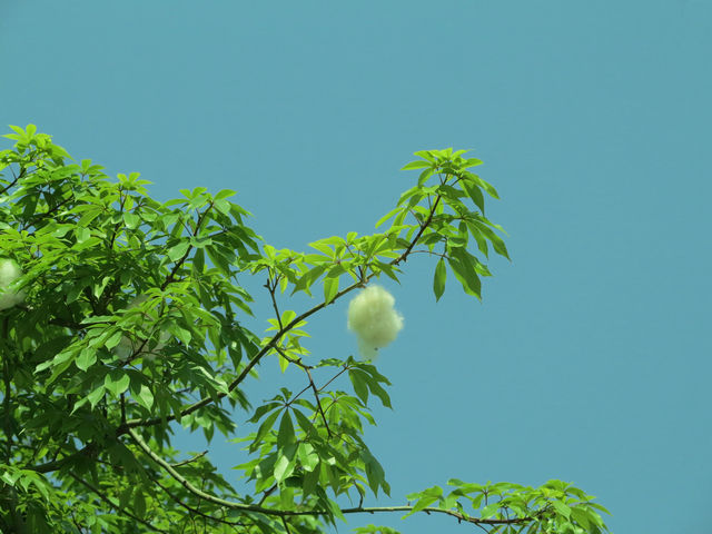 你是人間四月天～攀枝花徒步觀賞藍花楹