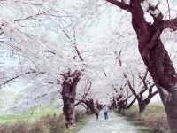 Tenshochi Hanami Sakura Celebration