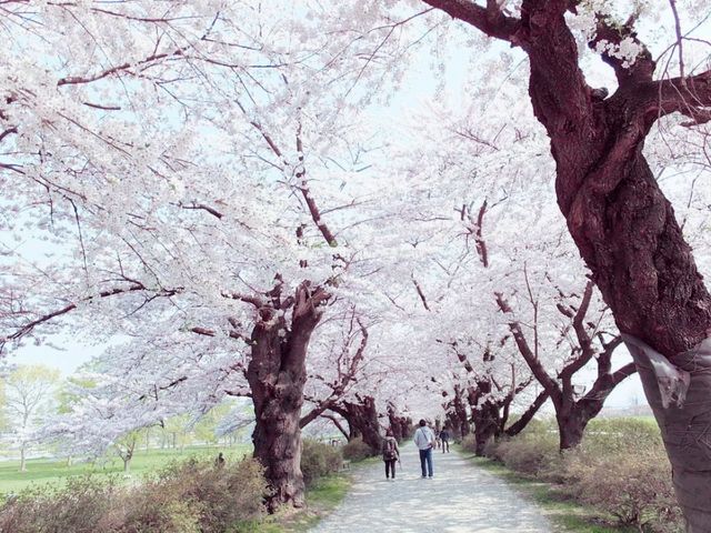 Tenshochi Hanami Sakura Celebration