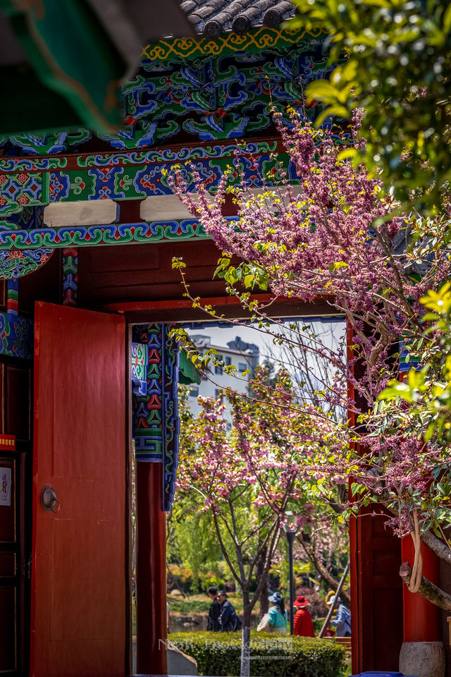 Welcome to the historical and cultural heart of Lijiang's most beautiful park, the Wufenglou of Fuguo Temple🌸.