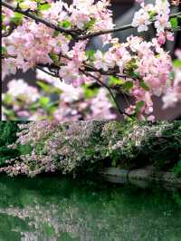 成都拍照~棠湖公園的垂絲海棠花太美啦!