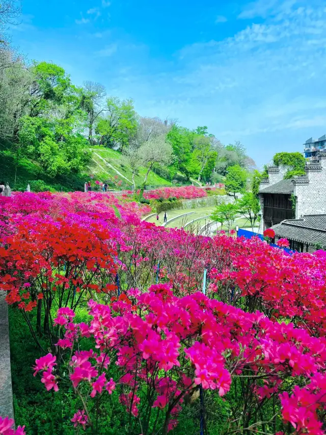 I never expected to find such a sea of azaleas in the center of Nanjing