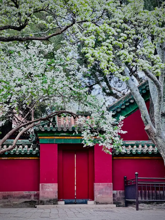 團城三白‖百花齊放春滿園