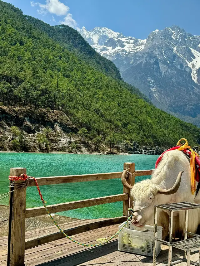 Lijiang Lying Corpse Sharing