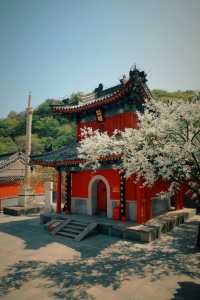 戒台寺打卡記：古樹丁香與古樸戒壇的春日邂逅