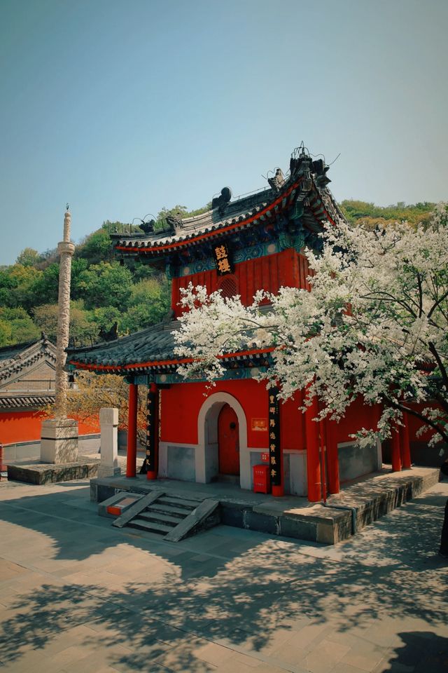 戒台寺打卡記：古樹丁香與古樸戒壇的春日邂逅