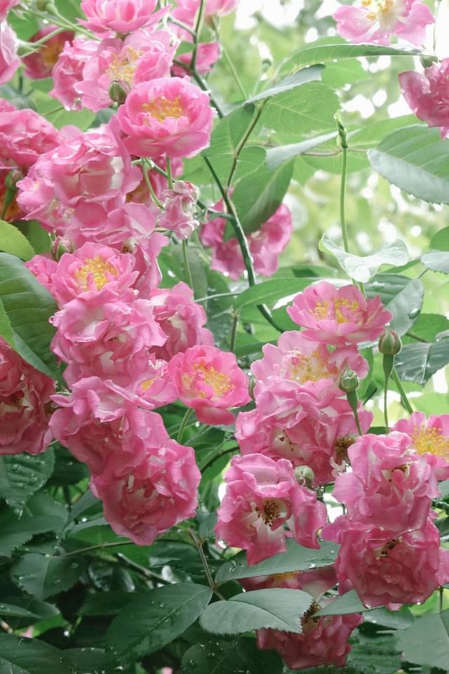 五一走起～放假就去看長沙開得最多最美的薔薇花