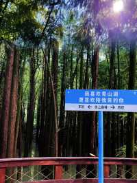 如果你來杭州，我不會讓你去西湖，這座水上森林%99的人不知道