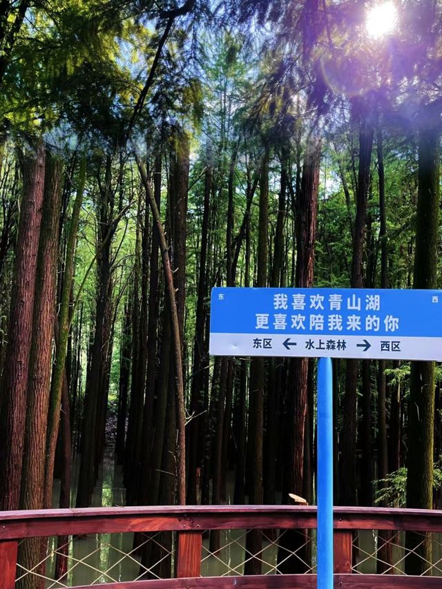 如果你來杭州，我不會讓你去西湖，這座水上森林%99的人不知道