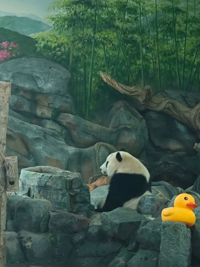 帶娃來武漢動物園熊貓啦