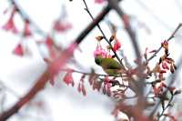 春日來信-翔安妙高山櫻花開了。