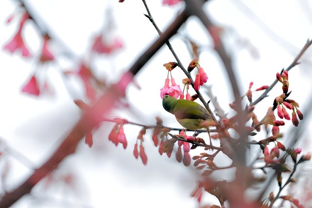 春日來信-翔安妙高山櫻花開了。