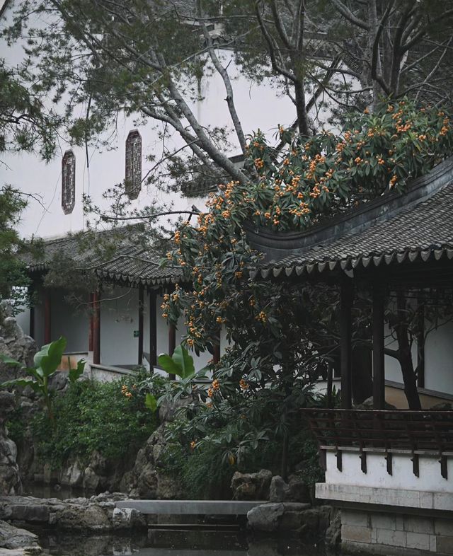 南京|一樹枇杷一樹金，江南真在詩畫裡