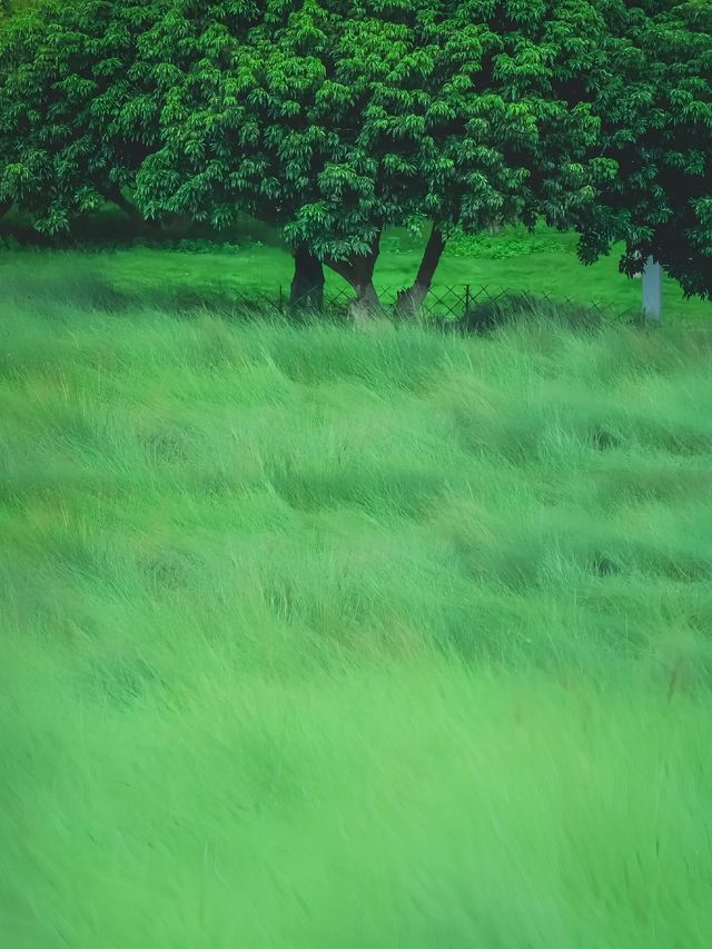體驗宮崎駿的夏天