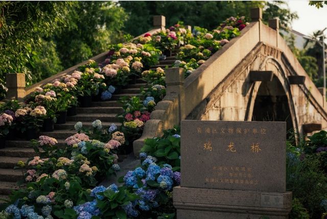 這個村的繡球花，才能稱作無盡夏的盛宴