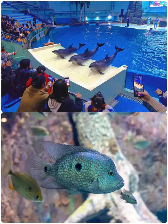 The Moments are blowing up! Changsha's super dreamy ocean park is here!