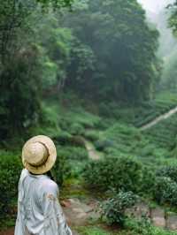 武夷山清涼去處|夏日進山探幽烹茶，漫遊茶谷