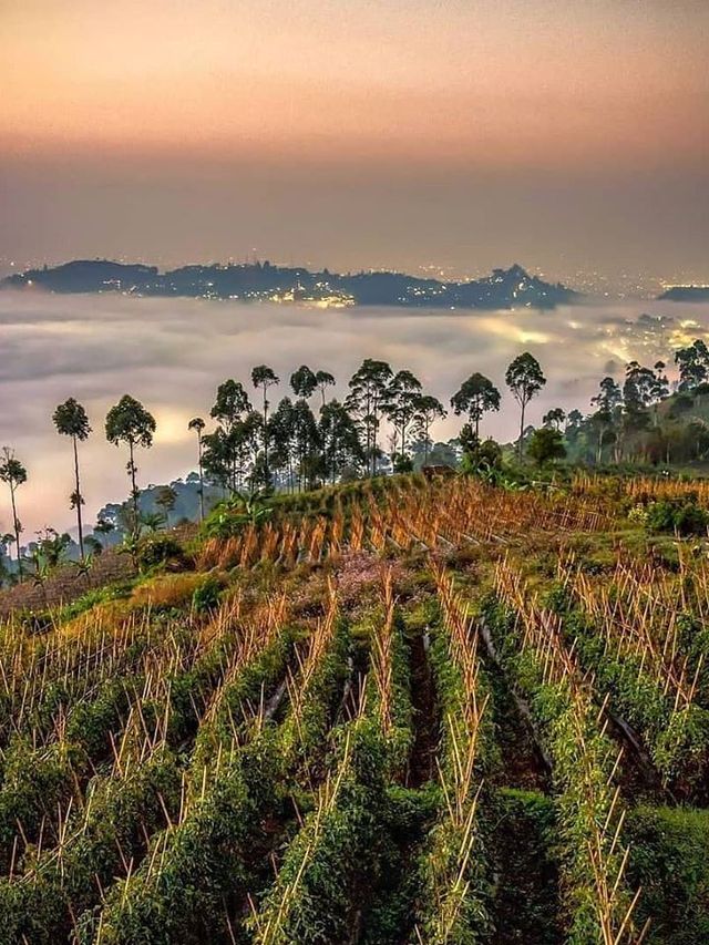 🌟 Bandung's Luxe Retreat: InterContinental Dago Pakar 🌟