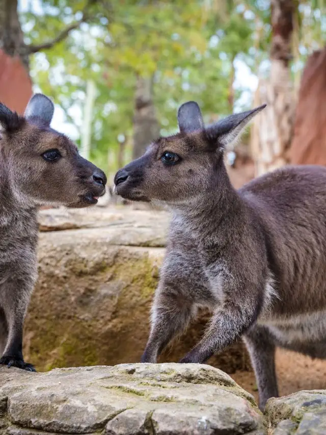 🌟 Sydney's Top Family-Friendly Attractions Unveiled 🌟