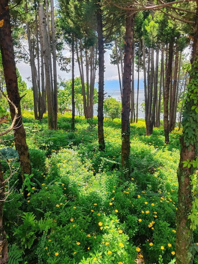 雲南|南詔風情島•探索古老神秘韻味