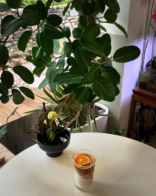 濱江半島|江邊花園咖啡室🪷。